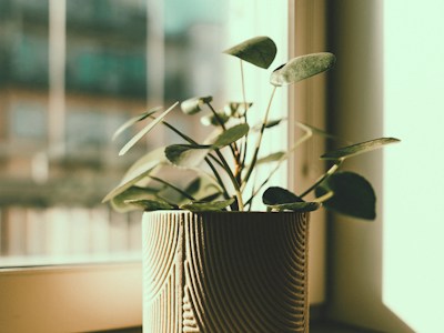 Round green leaves in a ceramic planter