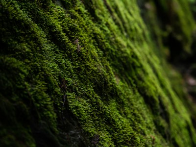 Moss covering a rock on the forest floor