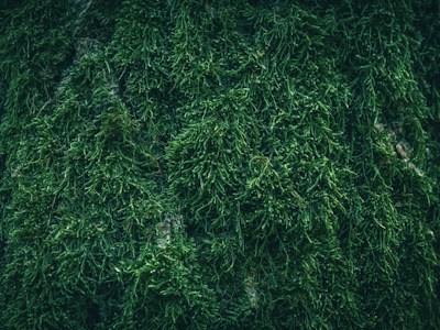 Close detail of green moss growing on tree bark