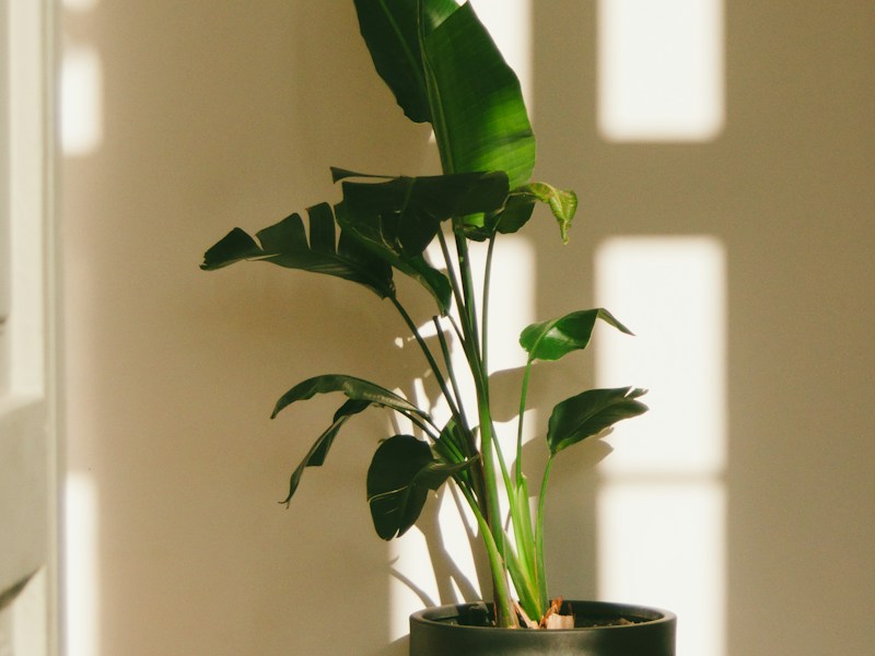 A sculptural houseplant beside a sunlit wall and wooden floor
