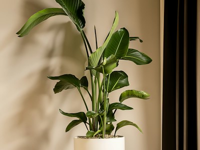 A houseplant in a white pot on a wooden table