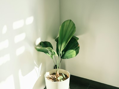 A potted plant in a softly lit interior