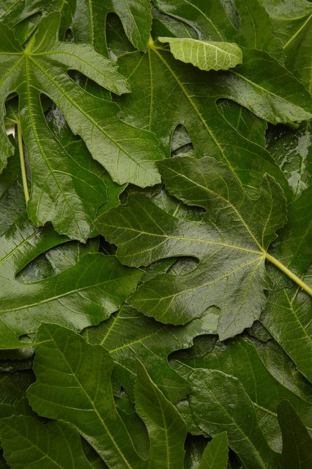 Fresh green fig leaves