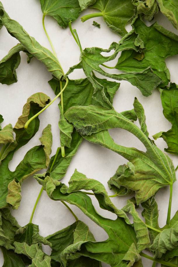 Toasted dry fig leaves